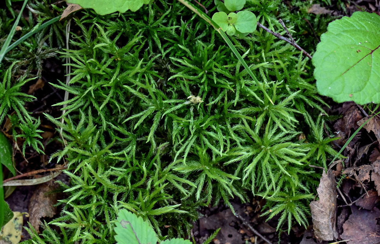 Изображение особи Climacium dendroides.