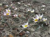Tulipa biflora. Цветущие растения. Восточный Крым, Солнечная долина. 5 апреля 2011 г.