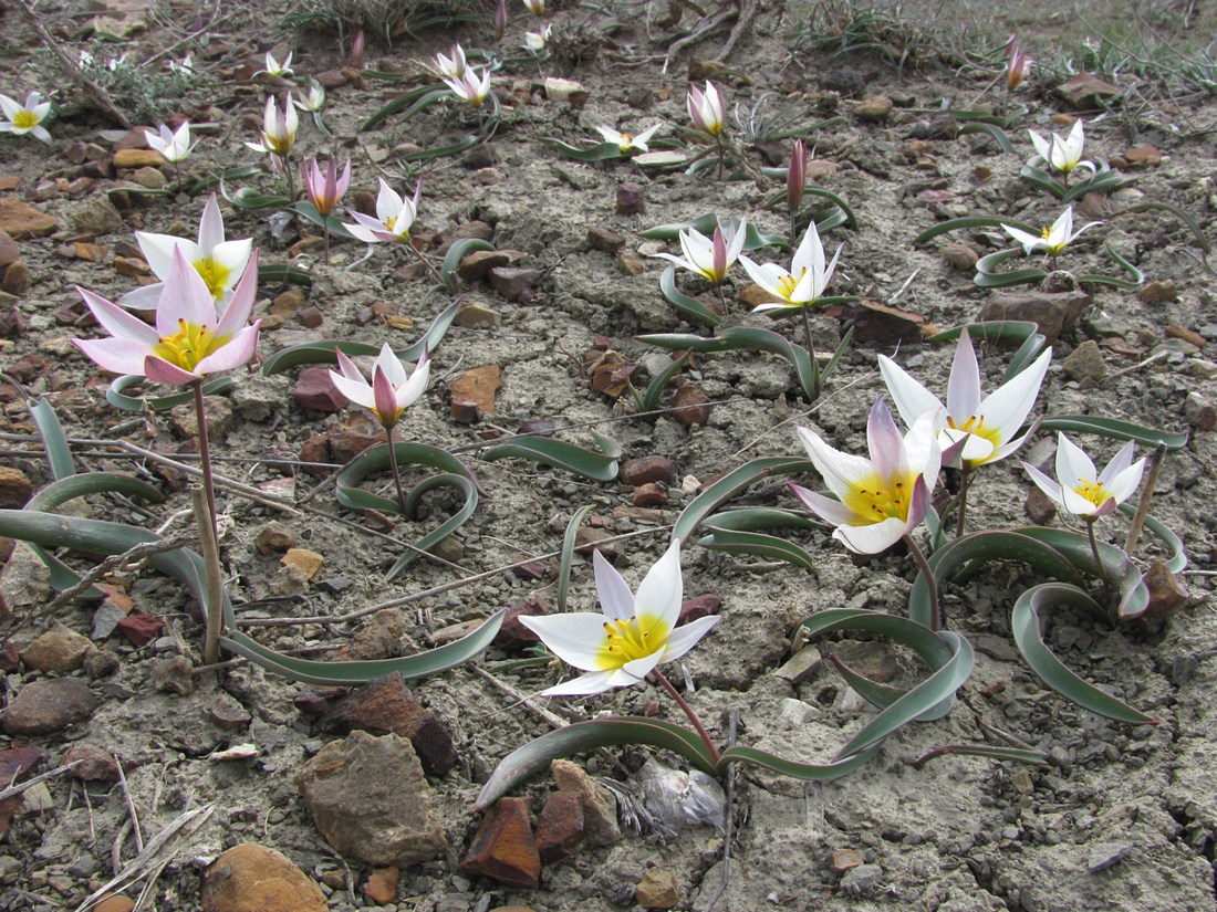 Изображение особи Tulipa biflora.