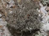 Tornabea scutellifera