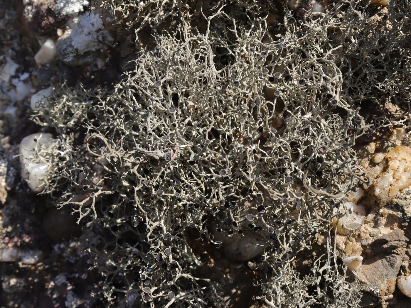 Image of Tornabea scutellifera specimen.