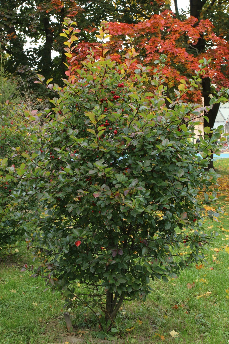 Изображение особи Crataegus persimilis.