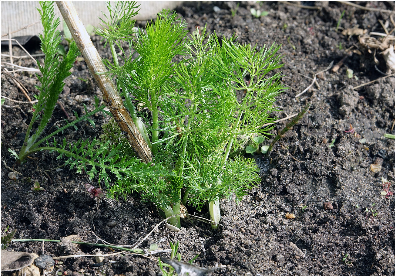 Image of Foeniculum vulgare specimen.
