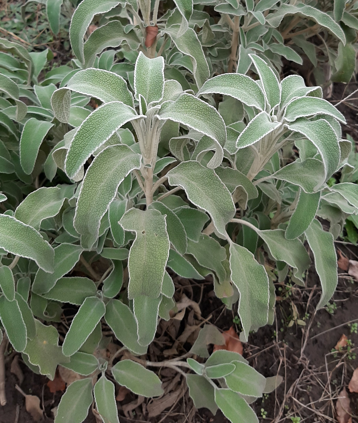 Изображение особи Phlomis fruticosa.