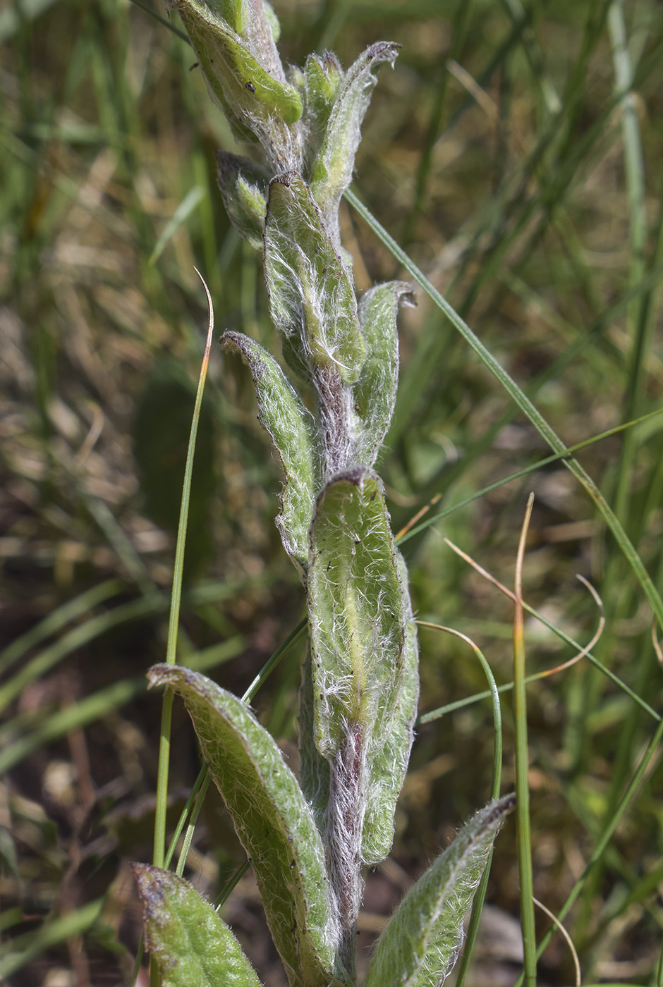 Изображение особи Pulicaria odora.