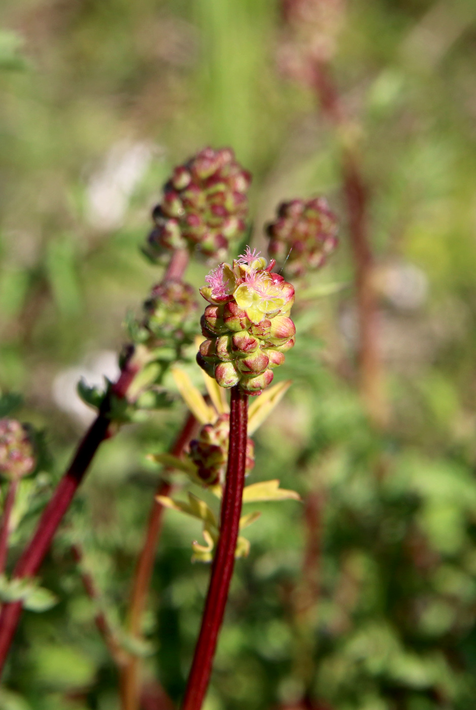 Image of Poterium polygamum specimen.