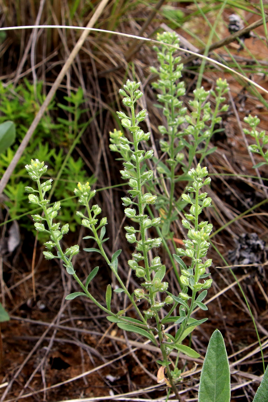 Image of Alyssum alyssoides specimen.
