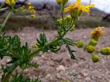 Senecio vernalis. Часть веточки с цветущими и развивающимися соцветиями. Крым, западная окраина г. Судак, подножие горы Лысая (Голая), на краю виноградника. 22.04.2025.