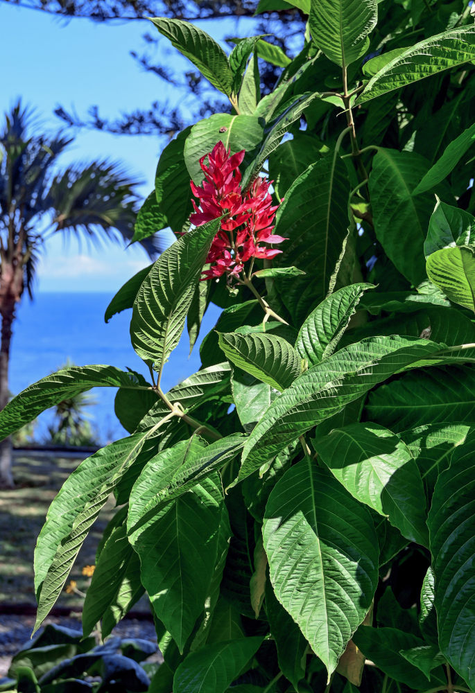 Изображение особи Megaskepasma erythrochlamys.