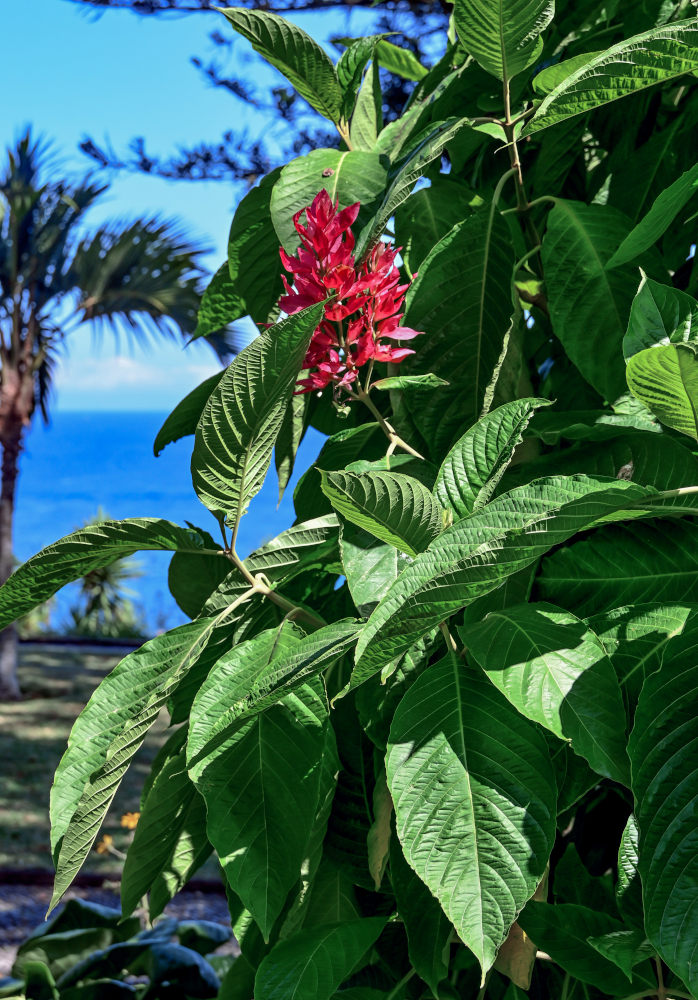 Изображение особи Megaskepasma erythrochlamys.