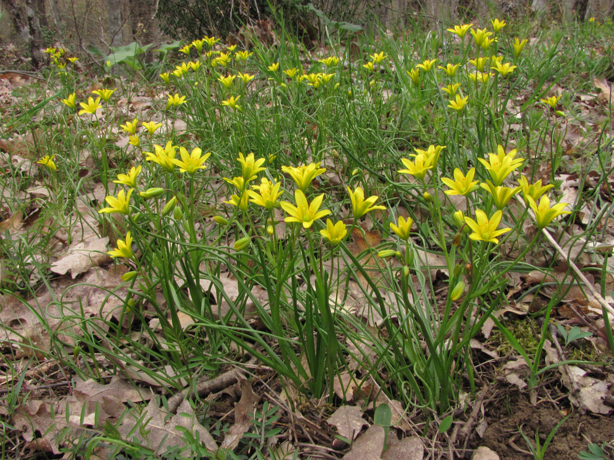 Изображение особи Gagea chrysantha.