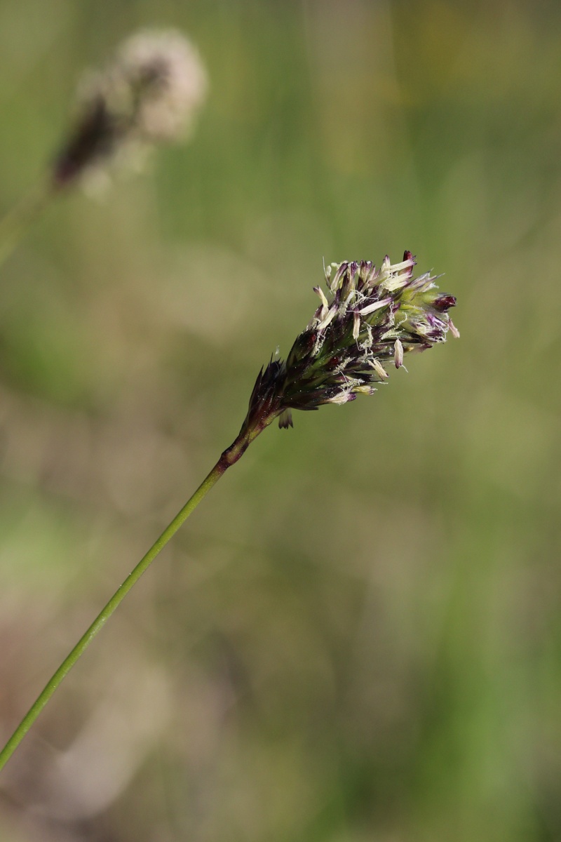 Изображение особи Sesleria caerulea.