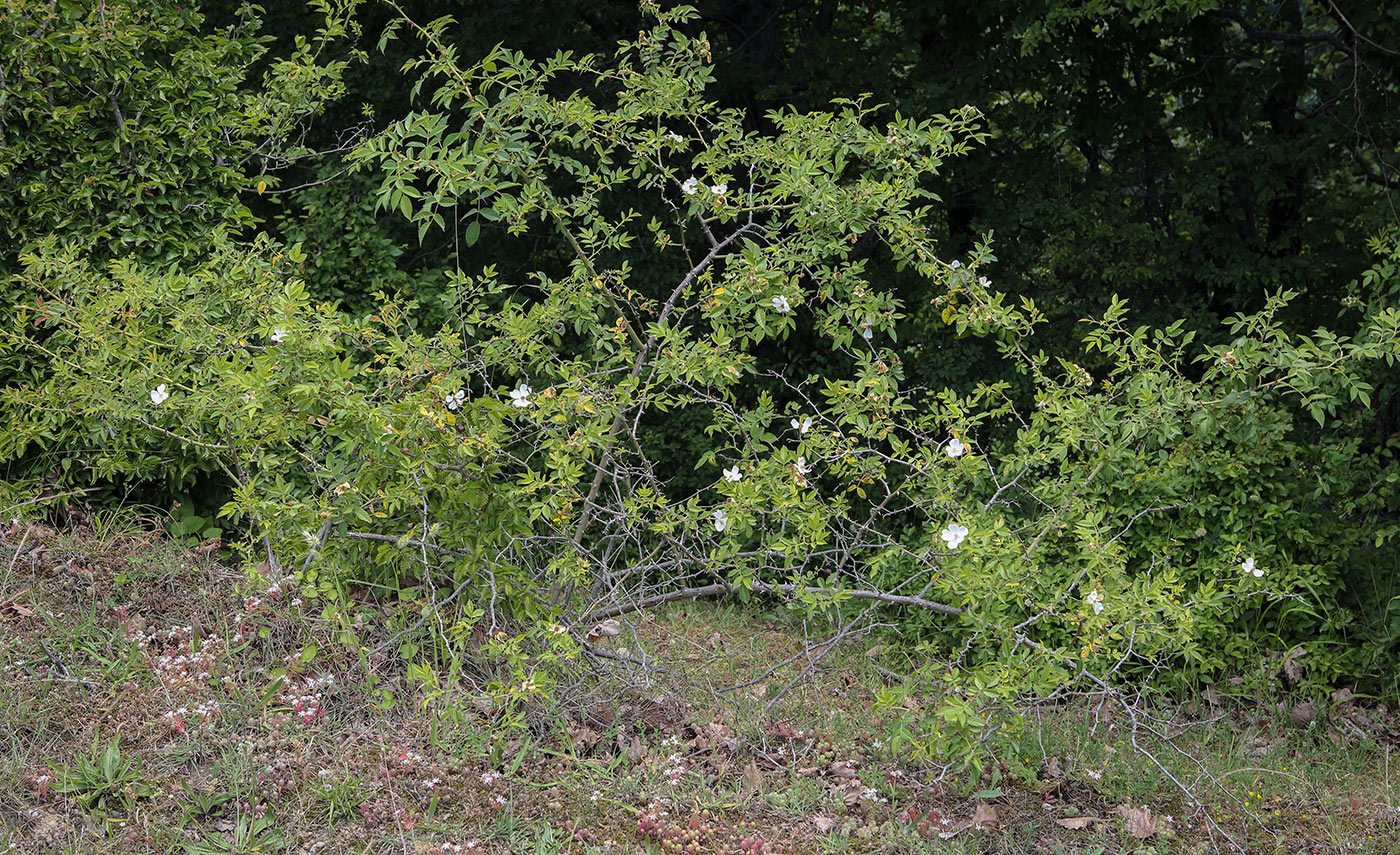 Image of Rosa agrestis specimen.