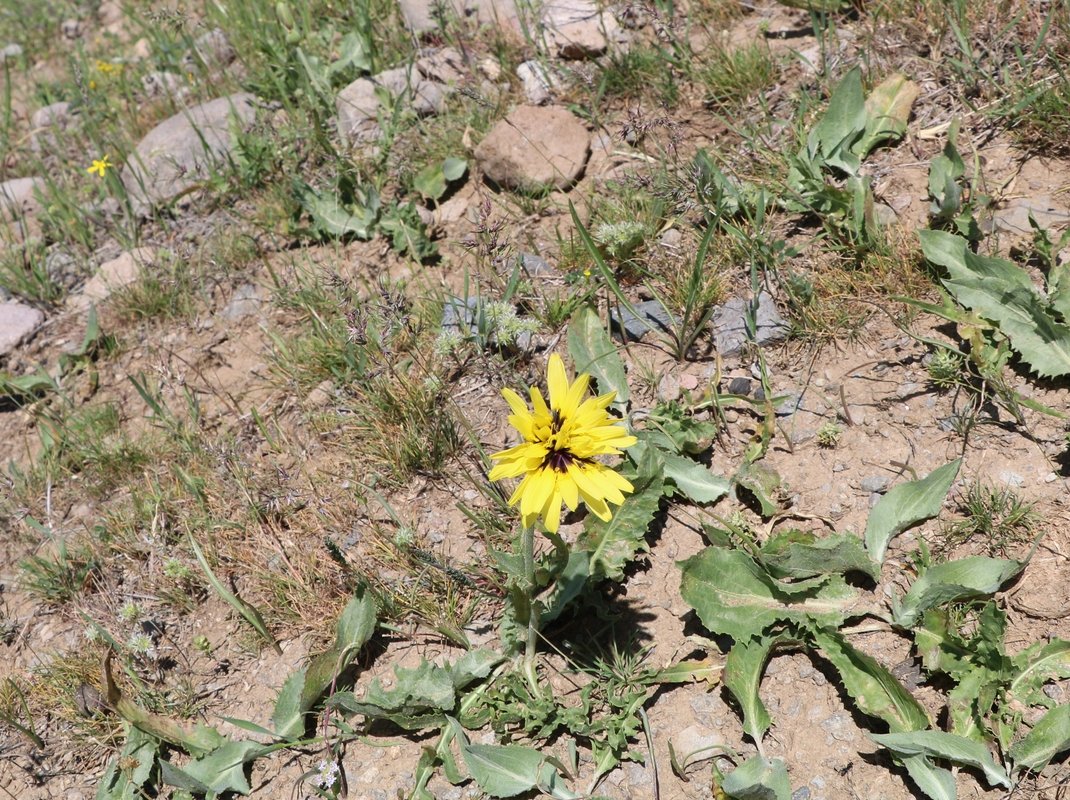 Image of Scorzonera bicolor specimen.
