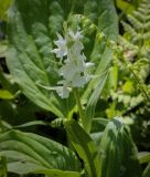 Dactylorhiza romana subspecies georgica. Верхушка цветущего растения. Абхазия, Гудаутский р-н, Рицинский реликтовый национальный парк, хр. Авадхара, дол. р. Авадхара, хвойно-широколиственный лес, берег ручья. 1600 м н.у.м. 09.06.2025.