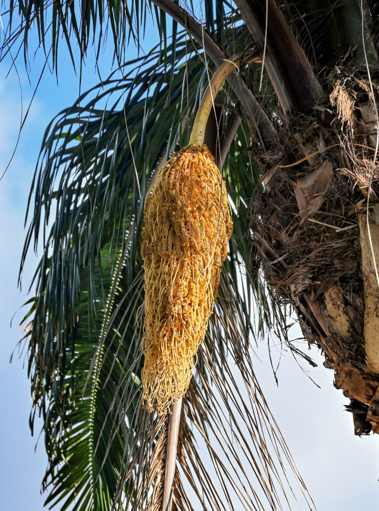 Image of Syagrus romanzoffiana specimen.