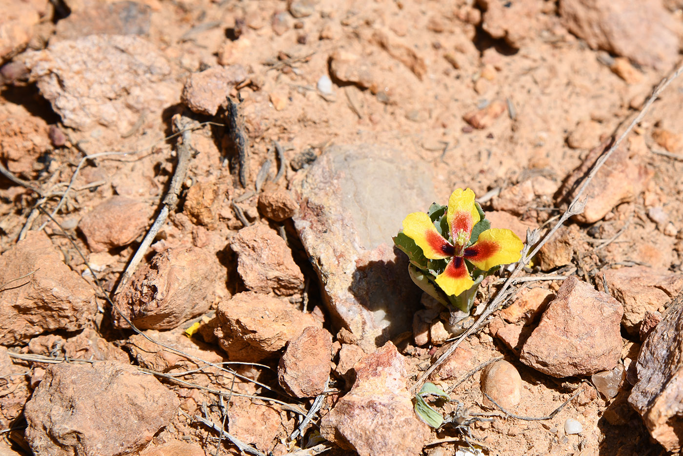 Image of Glaucium elegans specimen.