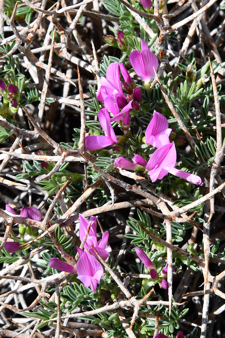 Image of Onobrychis echidna specimen.
