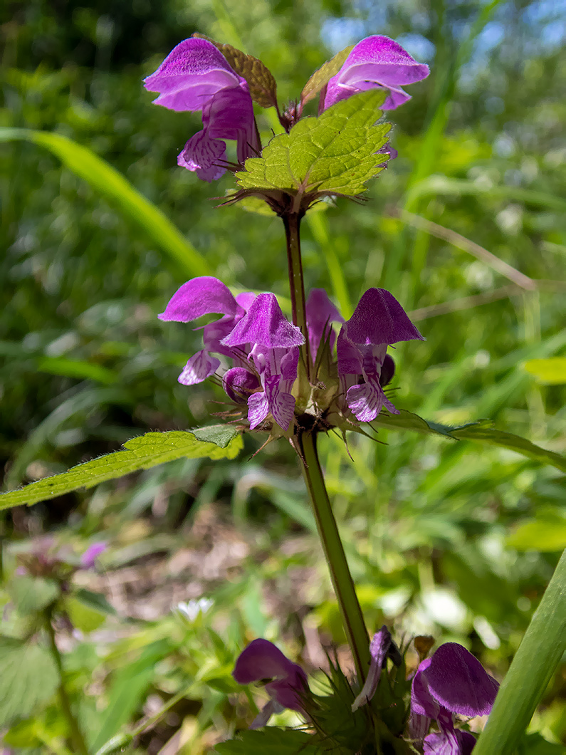 Изображение особи Lamium purpureum.