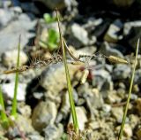 Erodium cicutarium. Плоды. Южный берег Крыма, окр. пгт Гурзуф. 22.04.2011.