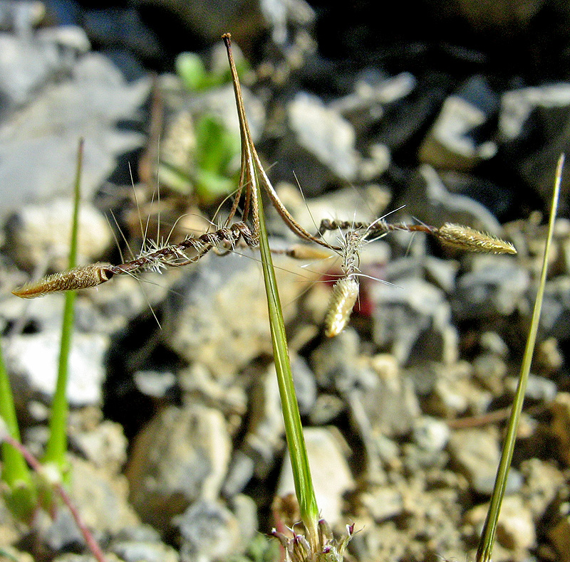 Изображение особи Erodium cicutarium.