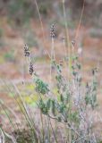 Thymbra spicata. Ветвь с сухими соплодиями. Турция, пров. Анталья, р-н Демре, окр. г. Демре, пляж Чайагзы (Çayağzı Plajı), зарастающие дюны. 06.01.2026.