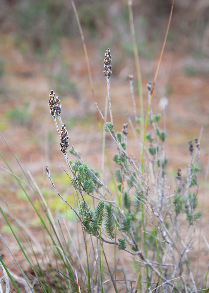 Image of Thymbra spicata specimen.