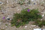 Смотреть изображение Erodium stephanianum
