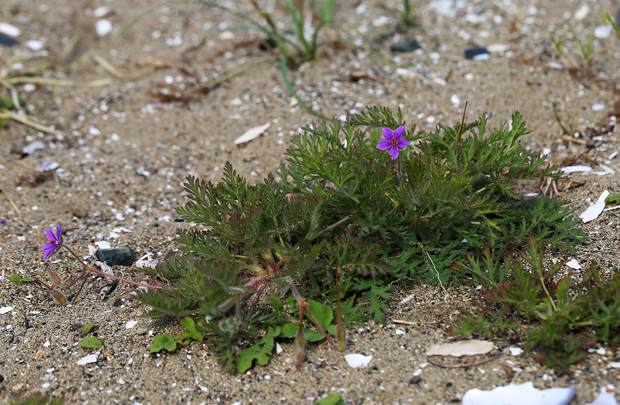 Изображение особи Erodium stephanianum.