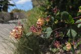 Lonicera etrusca. Ветви с соцветиями. Крым, Южный берег, пос. Алупка, обочина. 29.05.2026.