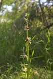 Ophrys apifera. Верхушка цветущего растения. Крым, Севастополь, 17-й километр, у р. Сухая, широколиственный лес. 12.06.2026.