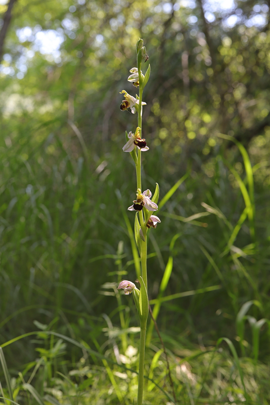 Изображение особи Ophrys apifera.