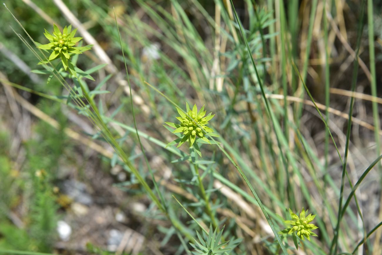Image of genus Euphorbia specimen.