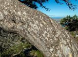 Pinus pallasiana
