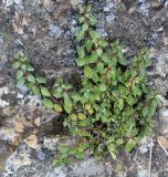 Parietaria elliptica. Цветущее и плодоносящее растение. Дагестан, Гунибское плато, в трещине известняковой скалы у Царской тропы. 27.06.2025.