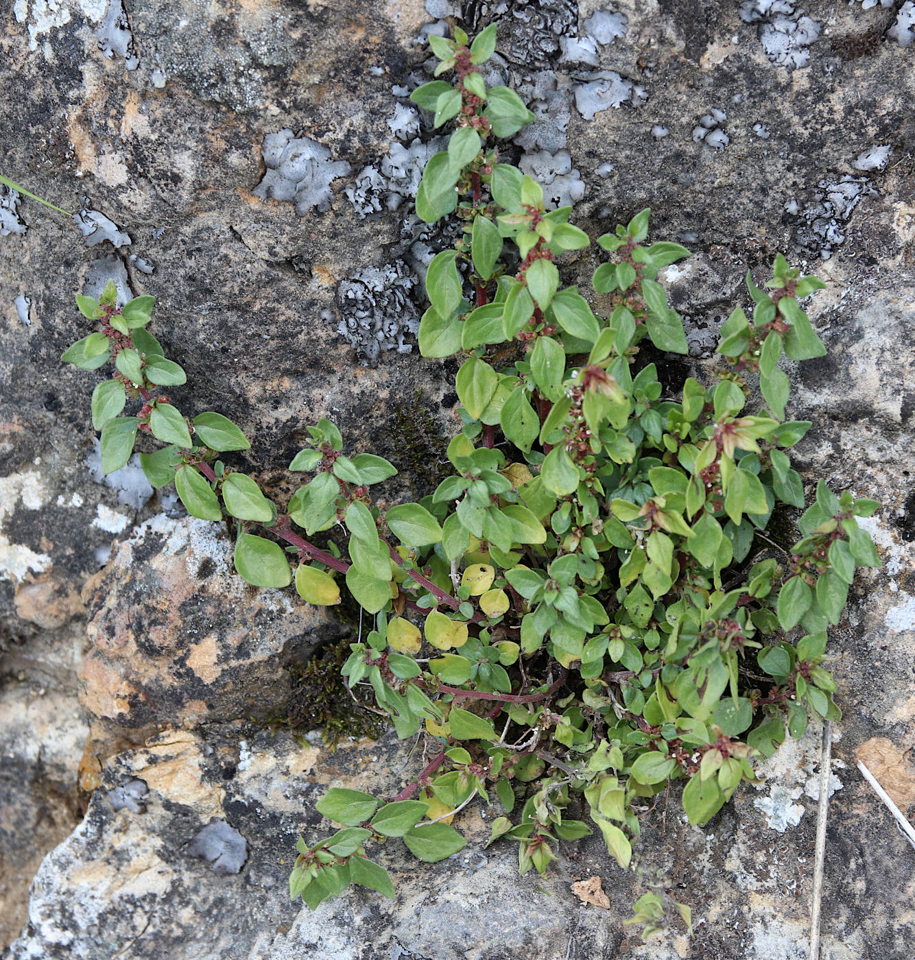 Изображение особи Parietaria elliptica.