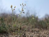 Holosteum glutinosum. Цветущее и плодоносящее растение. Астраханская обл., Наримановский р-н, окр. пос. Сайгачный, Пески Давсна, дюны. 10 мая 2026 г.