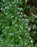 Galium palustre. Верхушки побегов с соцветиями. Португалия, округ Бежа, дол. р. Рибейра-ду-Торгал, берег реки, у воды. 04.06.2026.