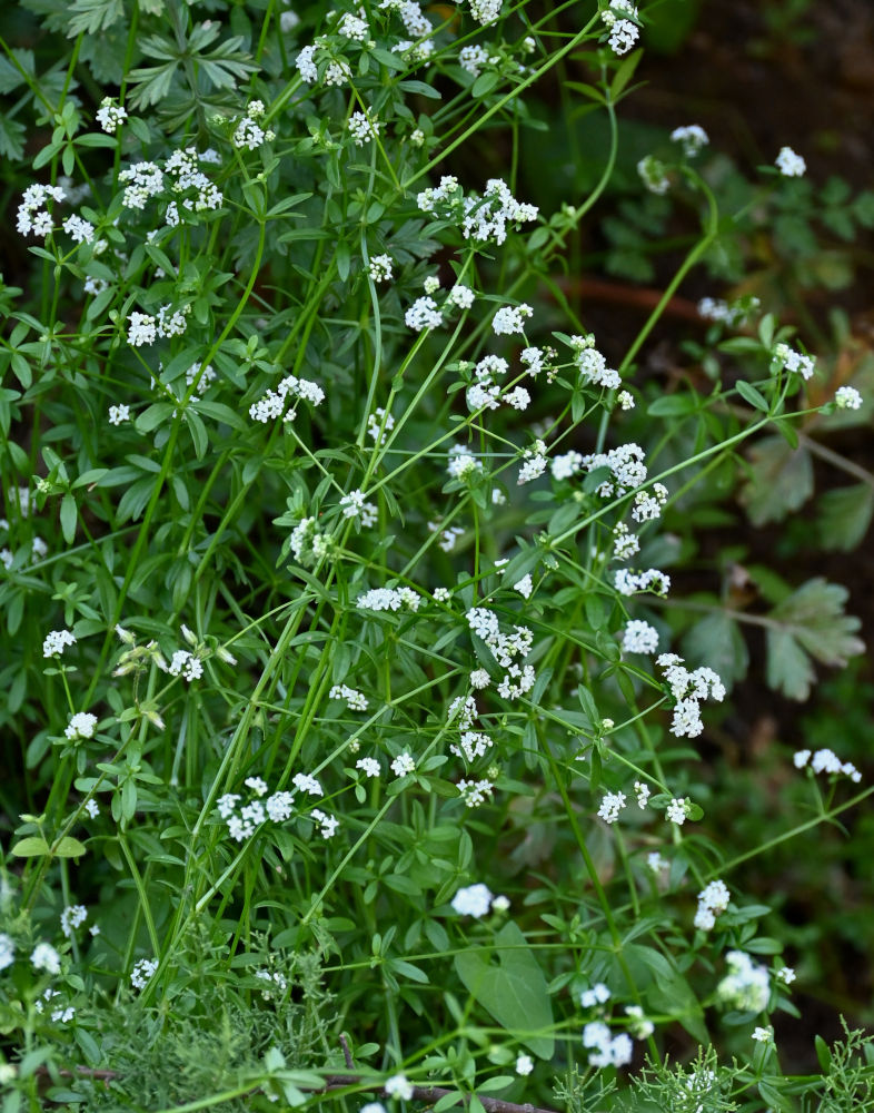 Image of Galium palustre specimen.