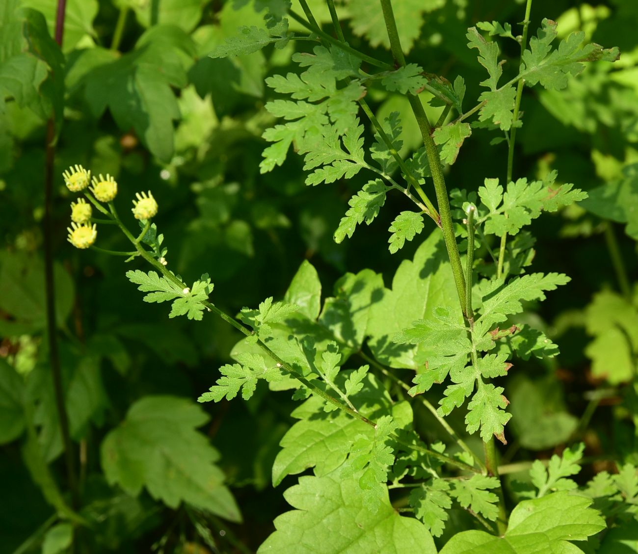 Image of Pyrethrum parthenifolium specimen.