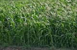 Zea mays. Цветущие растения. Египет, мухафаза Кена, окр. г. Луксор, в культуре. 05.05.2023.
