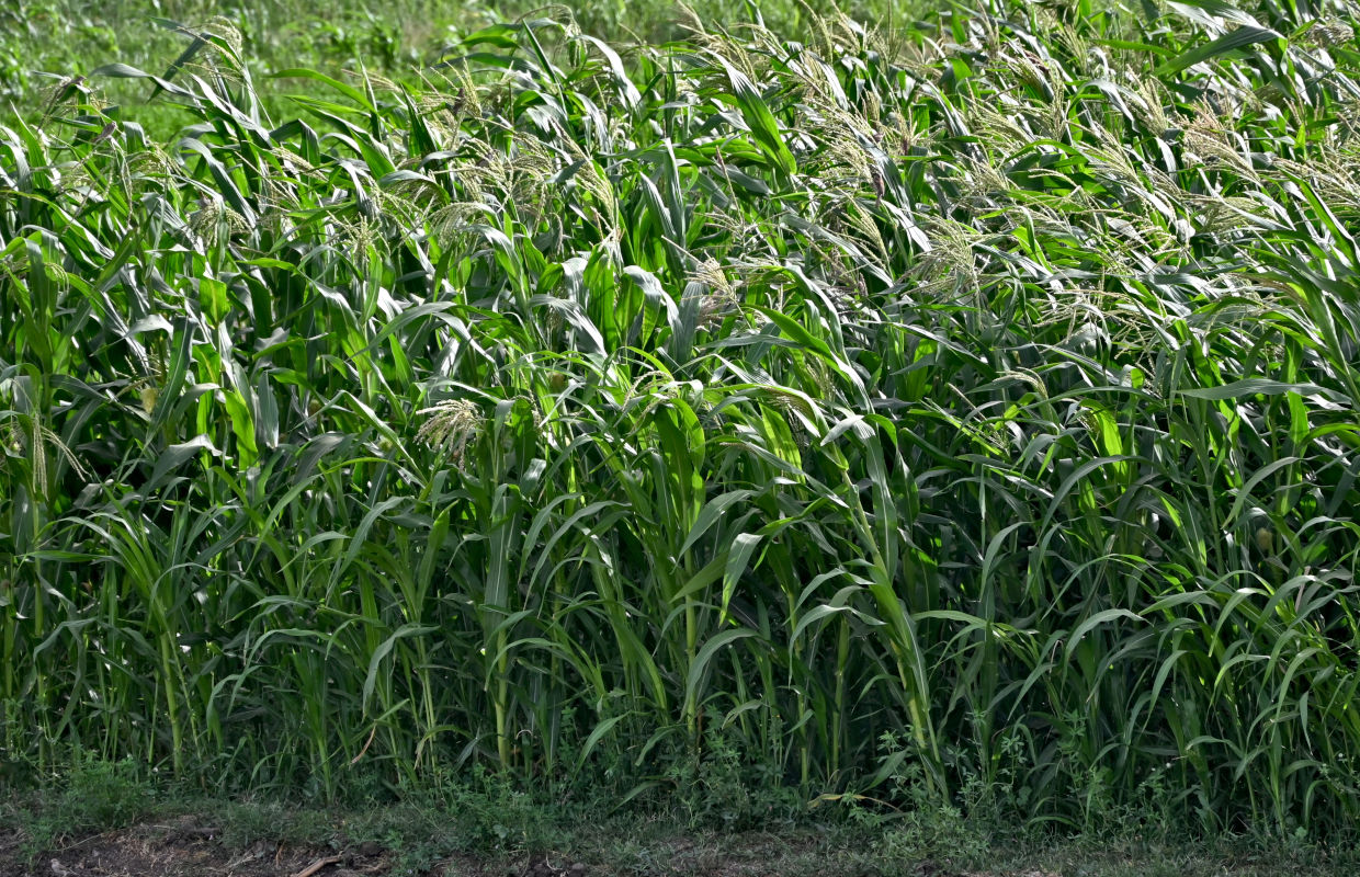 Image of Zea mays specimen.