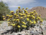 Arnebia tibetana