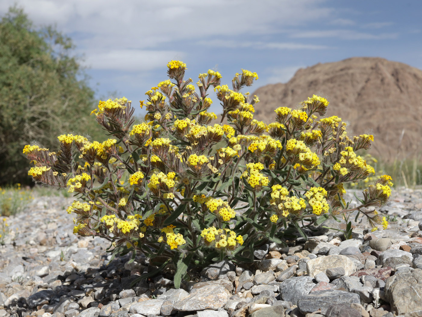 Image of Arnebia tibetana specimen.