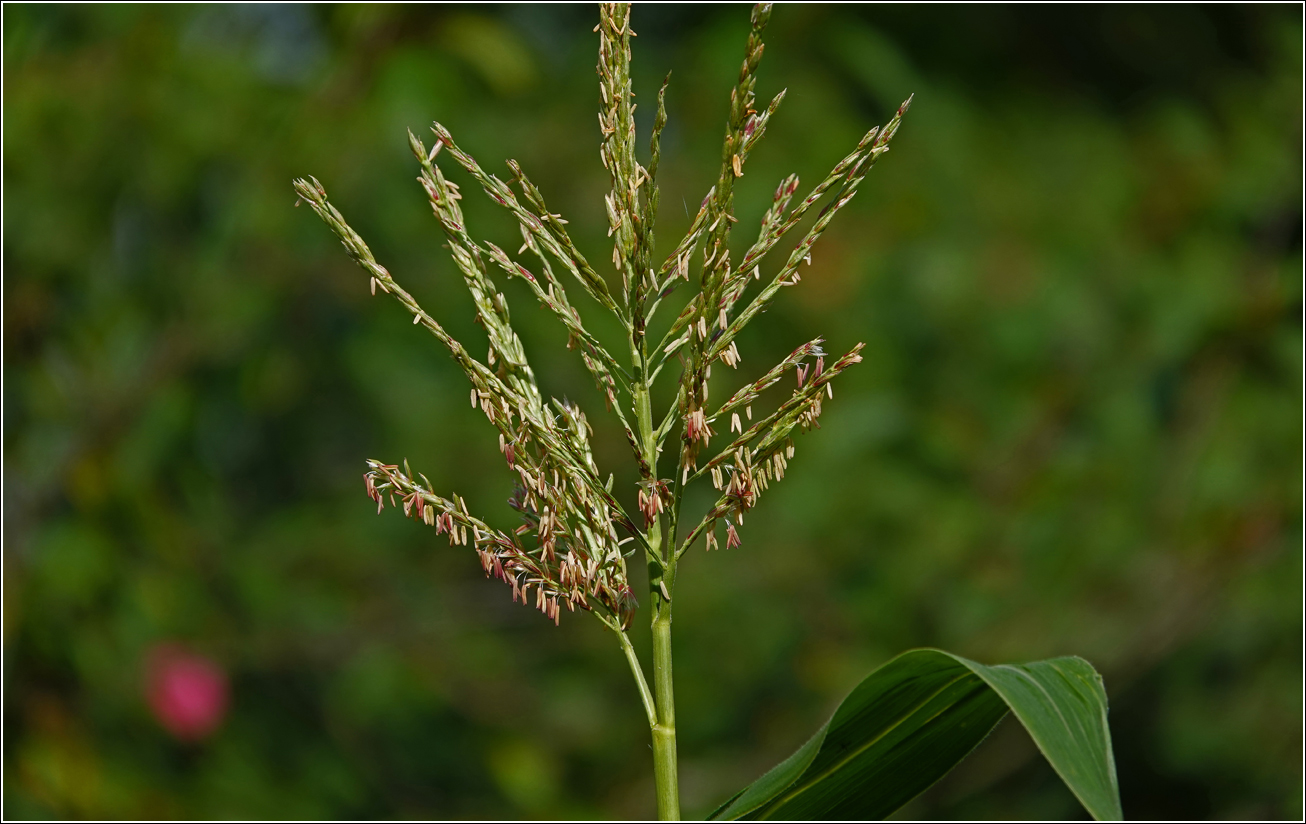 Image of Zea mays specimen.