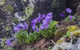 Primula amoena. Цветущие растения. Кабардино-Балкария, Зольский р-н, северный склон горы Эльбрус, ок. 2950 м н.у.м., сырой берег ручейка в тени скалы. 10.07.2026.