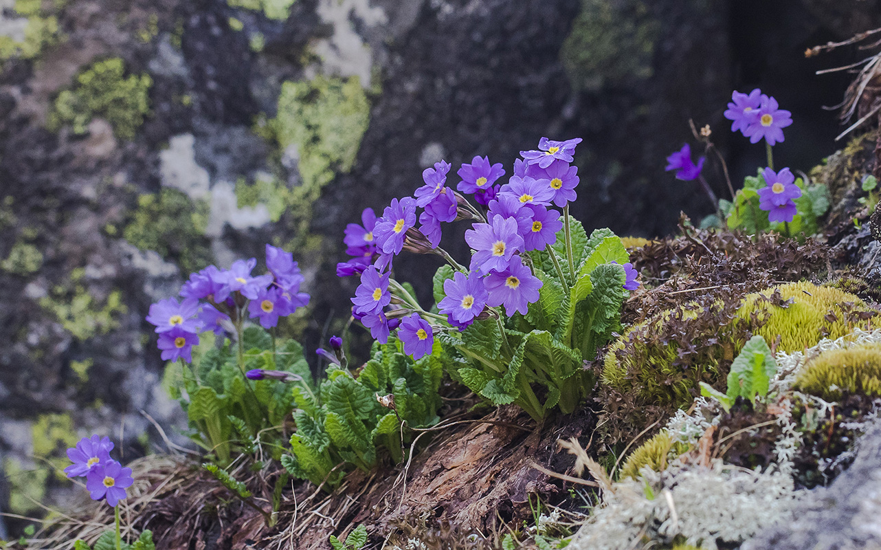 Изображение особи Primula amoena.