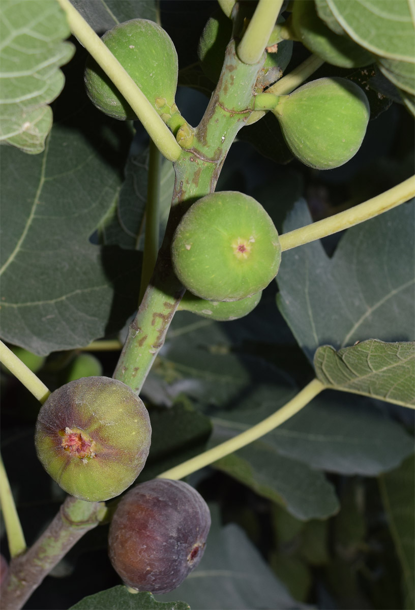 Image of Ficus carica specimen.