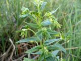 Lithospermum officinale. Цветущее растение на лугу. Новосибирская обл., Карасукский р-н, с. Благодатное. 01.06.2011.