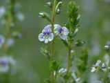 Veronica serpyllifolia. Верхняя часть растения с цветками. Московская обл., Раменский р-н, окр. дер. Хрипань, садовый участок.